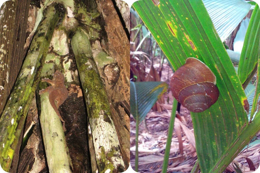 Seychelles Bronze Gecko and Giant Praslin Snail in Vallee de Mai I